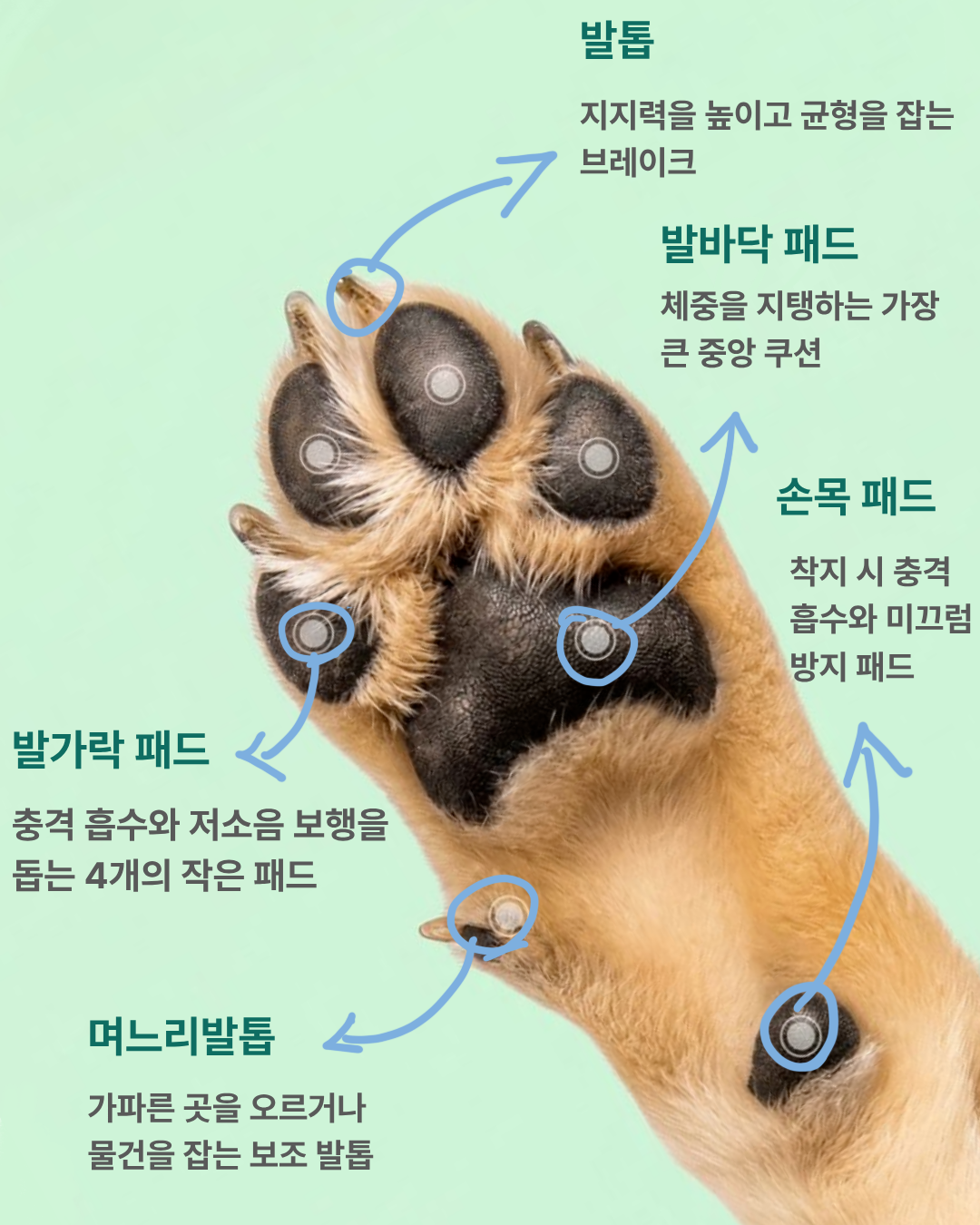 강아지 발바닥 소개.png