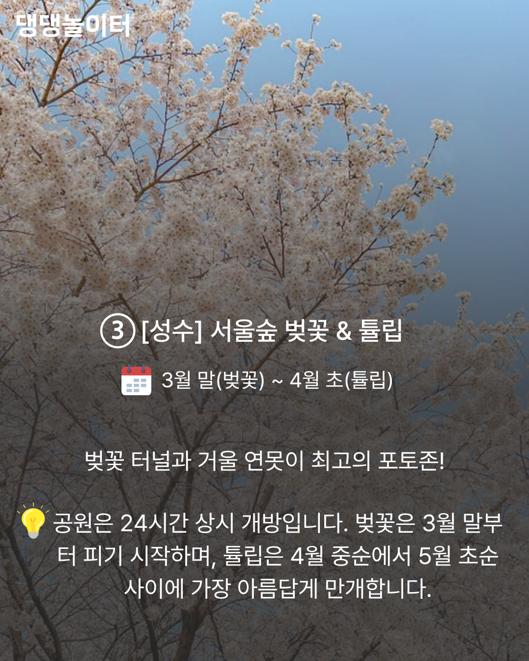 댕댕이랑 벚꽃 카드뉴스.png