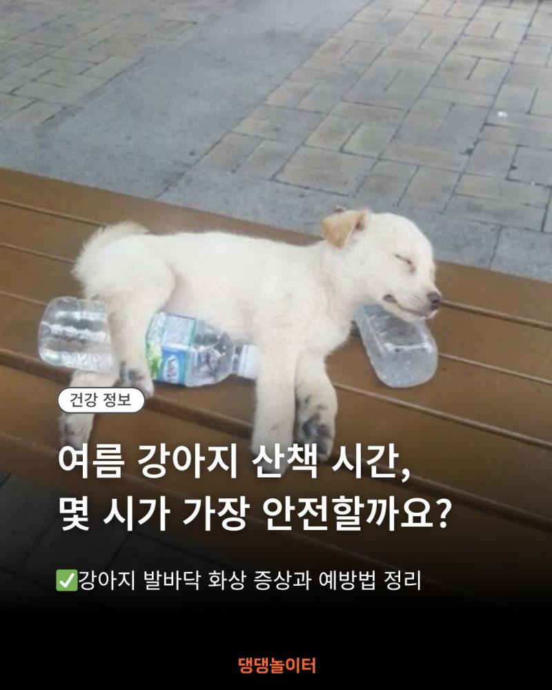 강아지 여름 산책시간.png.jpg