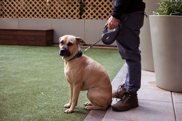 tug-pet-products-XB5d-wHKOaw-unsplash.jpg