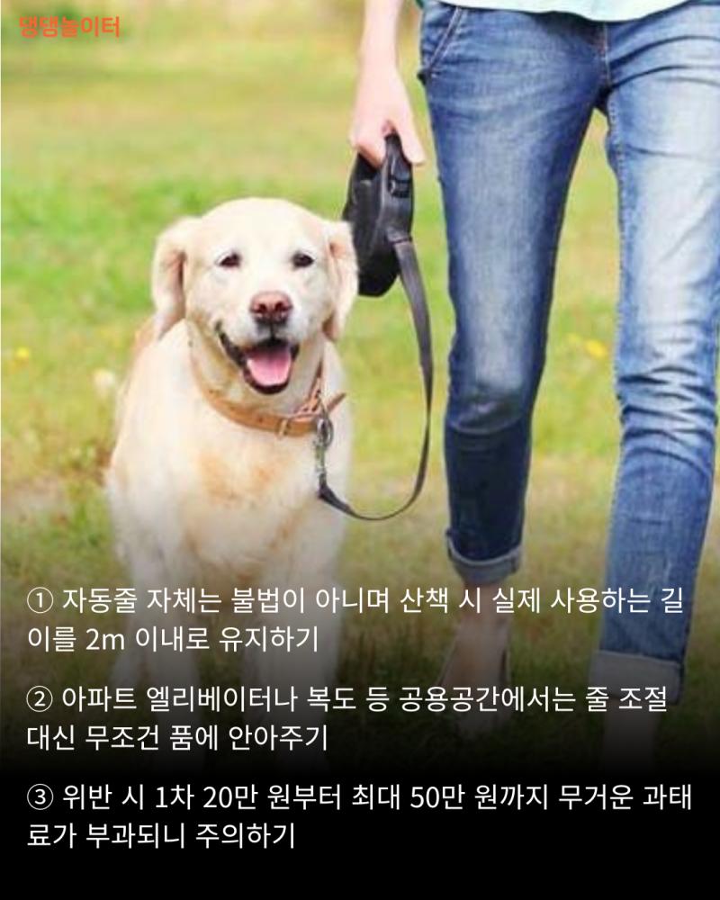 강아지 자동줄 2m 제한, 진짜 불법일까 (1).png.jpg