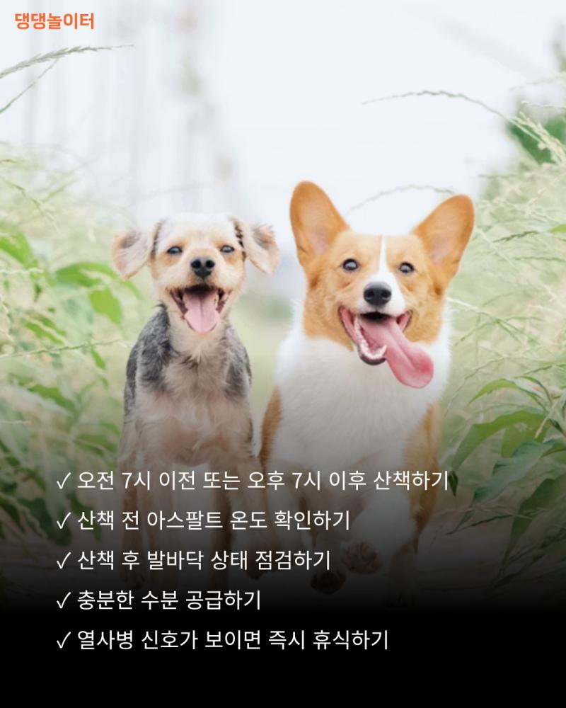 강아지발바닥화상.png.jpg