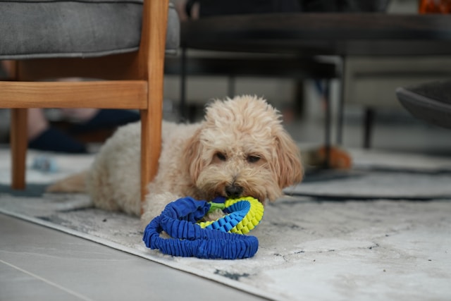 oscar-scannell-iQerdEB7Q5g-unsplash.jpg