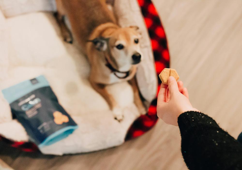 honest-paws-_Cuc_nXXkSI-unsplash.jpg