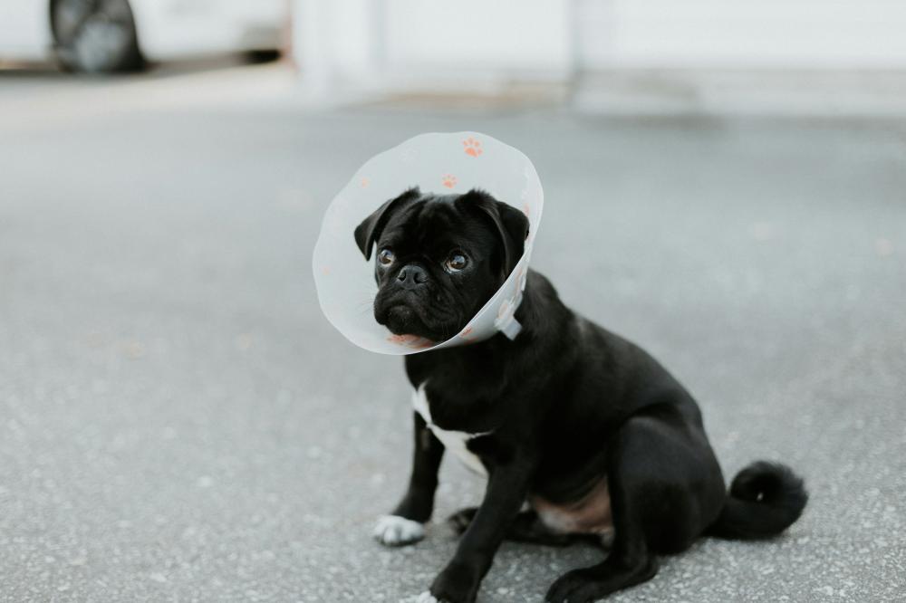 priscilla-du-preez-pWQ4TlnCFqY-unsplash.jpg
