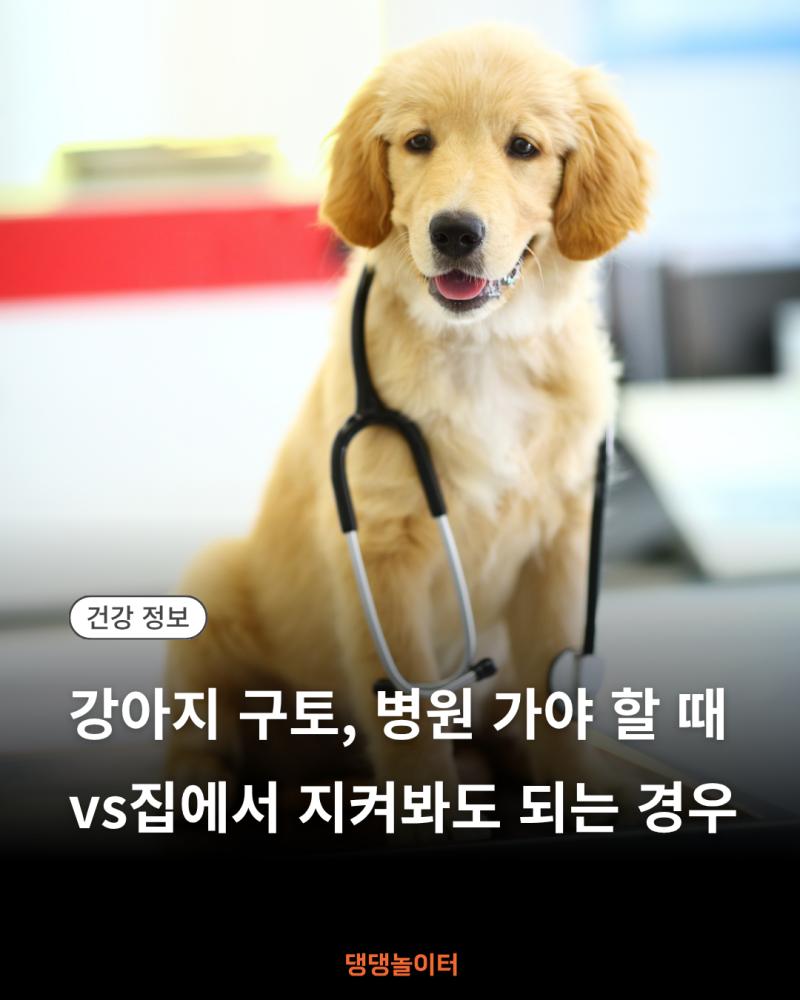 강아지 구토 병원방문기준 썸네일.png.jpg
