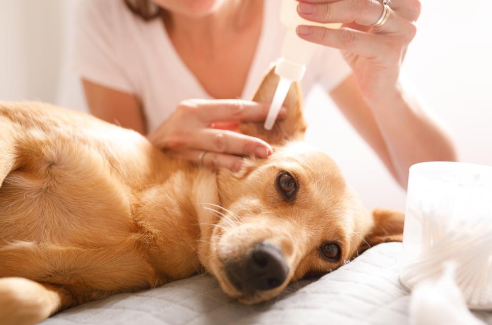 dog-ear-infection-symptoms.jpg.png.jpg