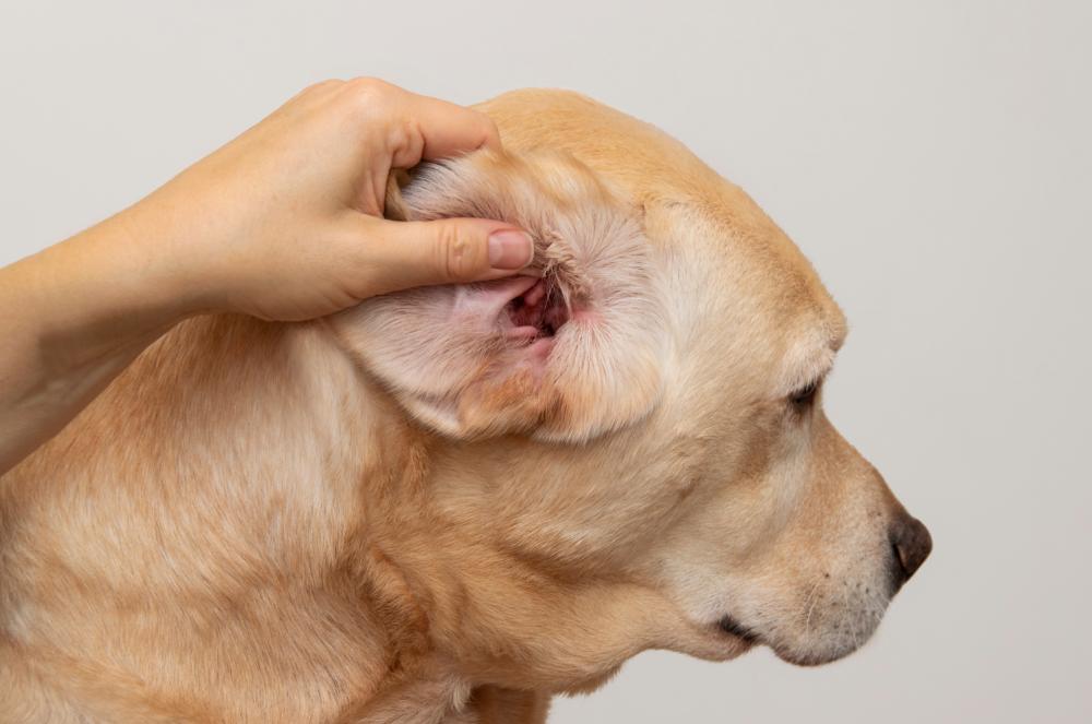 dog-ear-infection-symptoms.jpg (1).png.jpg