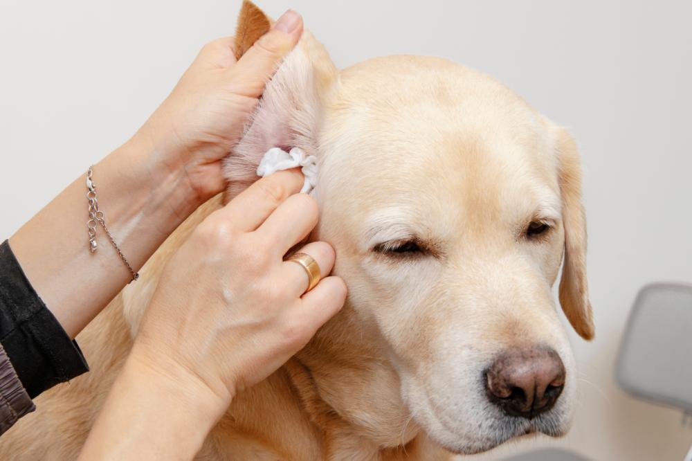 dog-ear-infection-symptoms.jpg (2).png.jpg