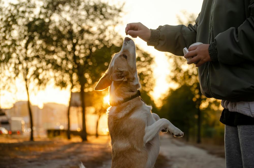 positive-reinforcement-dog-training.jpg (4).jpg