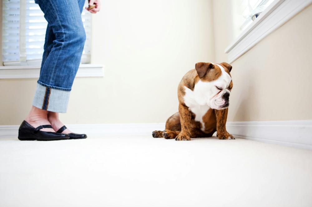positive-reinforcement-dog-training.jpg.jpg