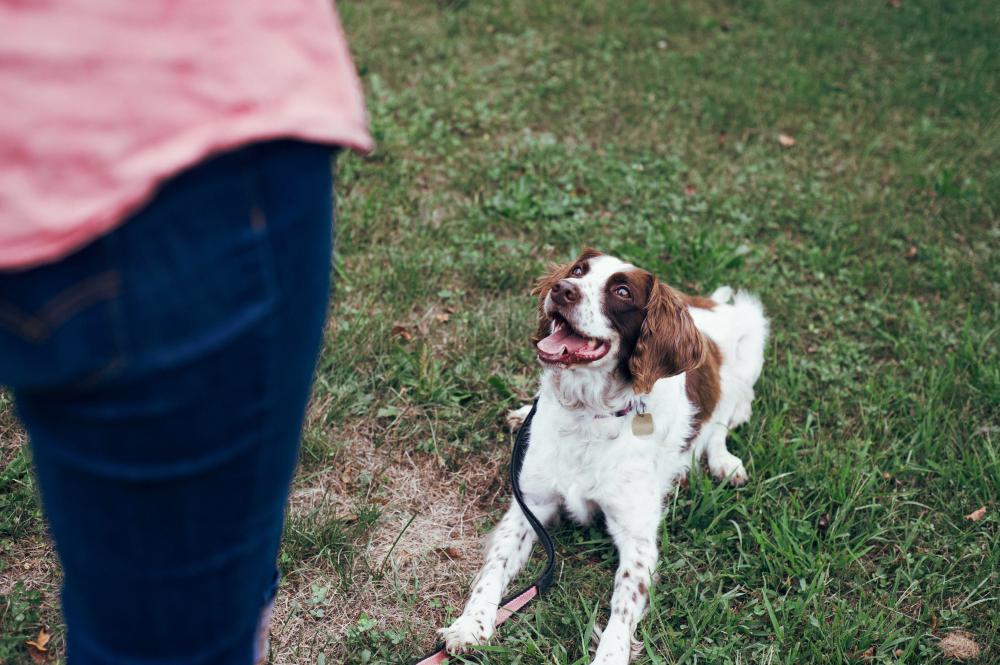positive-reinforcement-dog-training.jpg (6).jpg