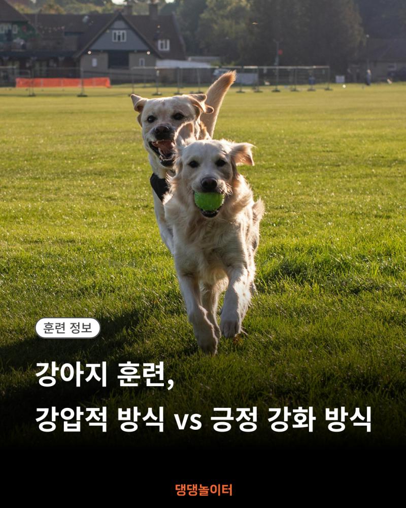 강아지 훈련, 강압적 방식 vs 긍정 강화 방식 썸네일.png.jpg