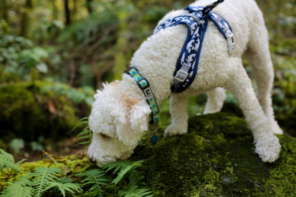 dog-sniffing-grass-on-walk.jpg (2).jpg