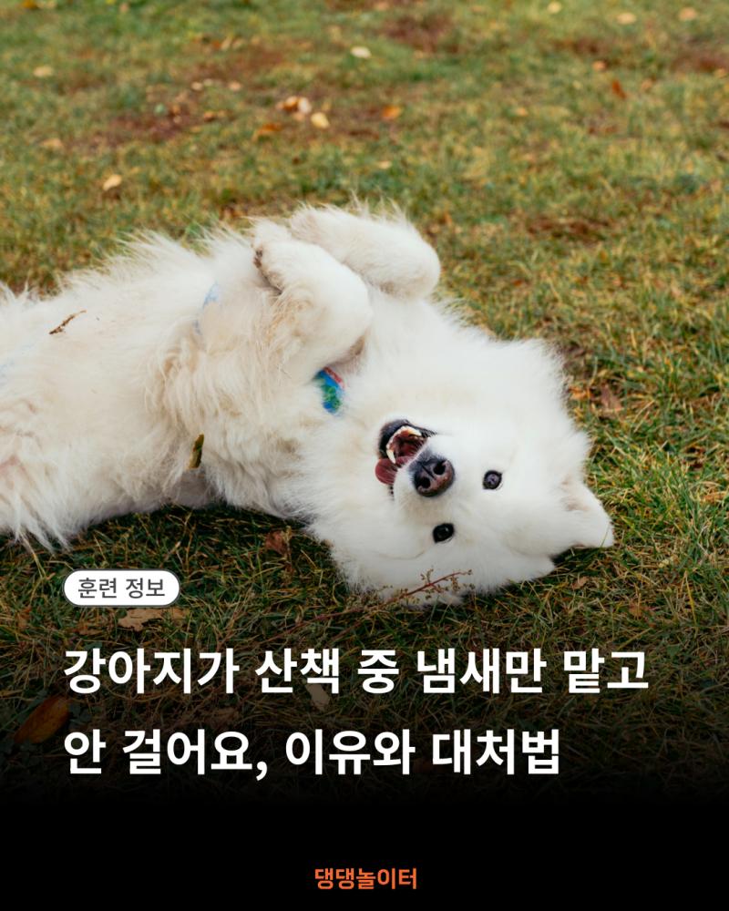강아지가 산책 중 냄새만 맡고 안 걸어요, 이유와 대처법.png.jpg