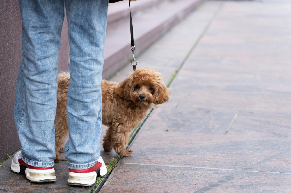 dog-sniffing-grass-on-walk.jpg.jpg