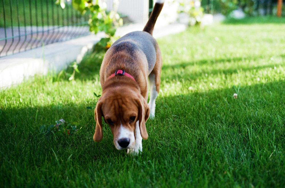 dog-sniffing-grass-on-walk.jpg (3).jpg