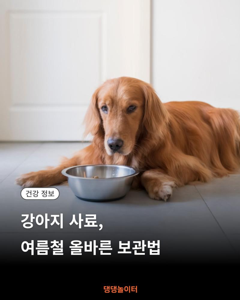 강아지-여름-사료-보관법 썸네일.png.jpg