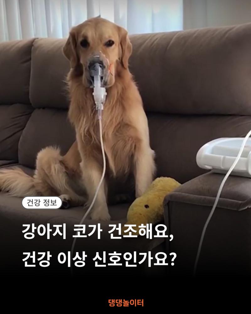 강아지 코가 건조해요, 건강 이상 신호인가요 썸네일.png.jpg