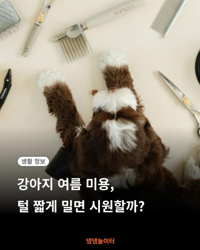 강아지 여름 미용, 털 짧게 밀면 시원할까 썸네일.png.jpg