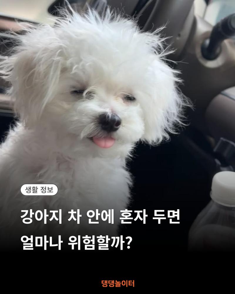 강아지 차 안에 혼자 두면 얼마나 위험할까 썸네일.png.jpg