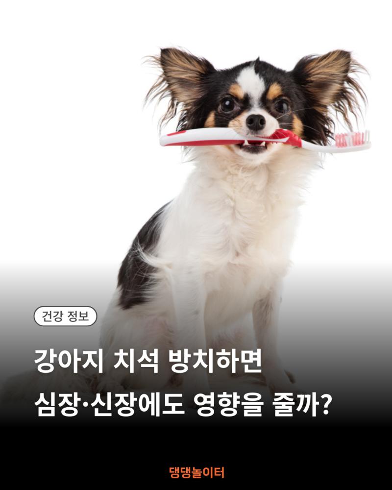 강아지 치석 방치하면 심장·신장에도 영향을 줄까 썸네일.png.jpg