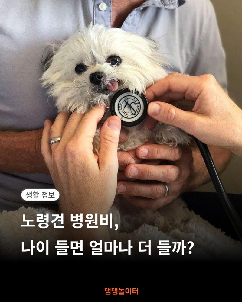 노령견 병원비, 나이 들면 얼마나 더 들까 썸네일.png.jpg