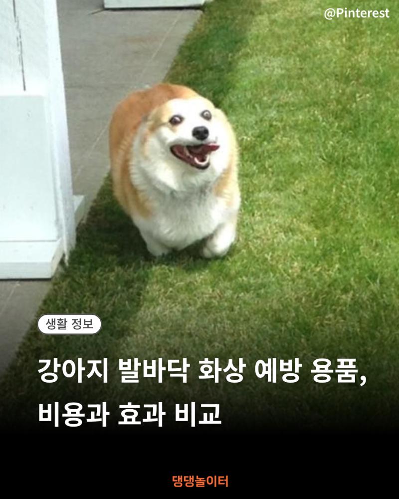 강아지 발바닥 화상 예방 용품, 비용과 효과 비교 썸네일.png.jpg