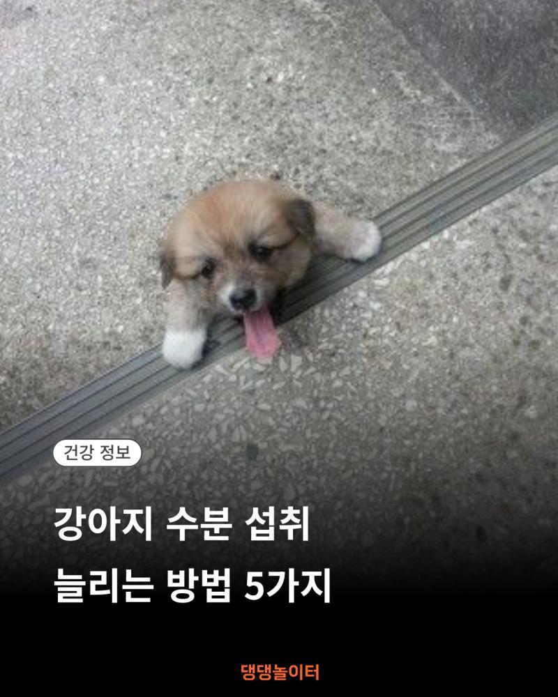 강아지 수분 섭취 늘리는 방법 5가지 썸네일.png.jpg