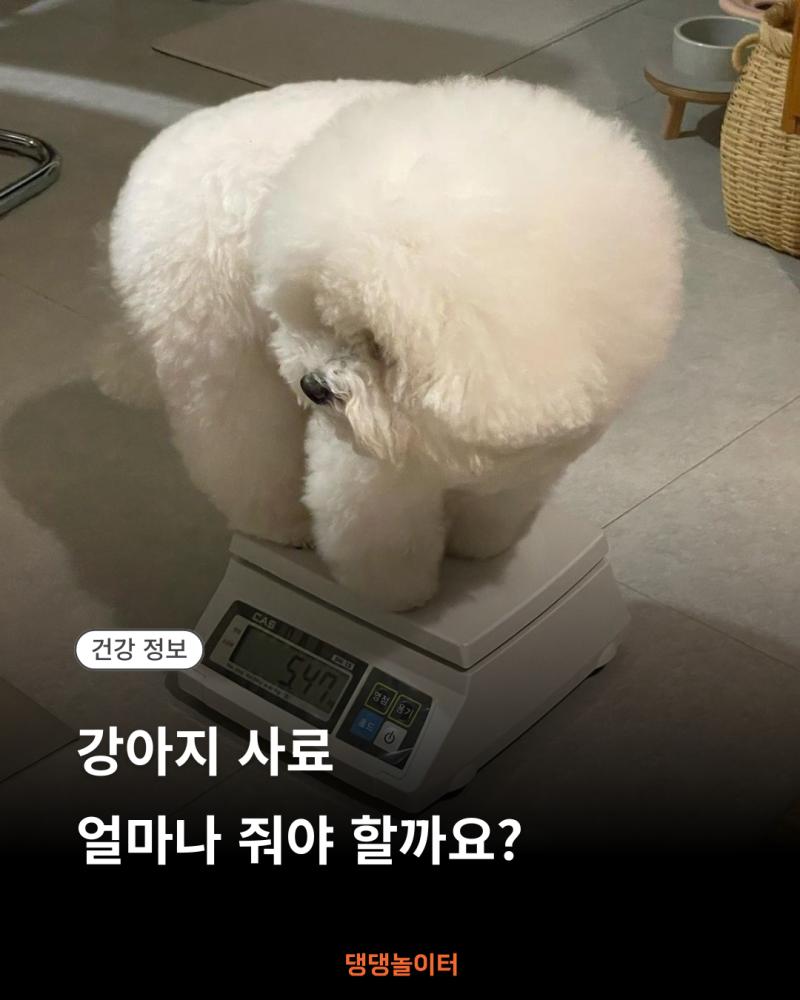 강아지 사료 얼마나 줘야 할까요 썸네일.png.jpg