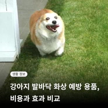 강아지 발바닥 화상 예방 용품, 비용과 효과 비교, 신발·풋밤 무엇이 좋을까요?