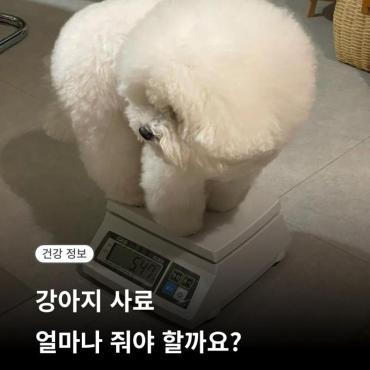 강아지 사료 얼마나 줘야 할까요? 체중별 급여량과 계산법