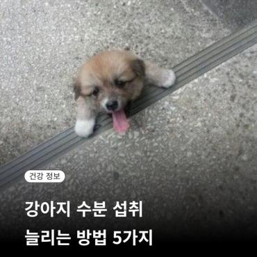 강아지가 물을 잘 안 마셔요, 수분 섭취 늘리는 방법 5가지
