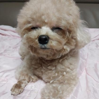 미용 후 몽실몽실해진 댕🐶